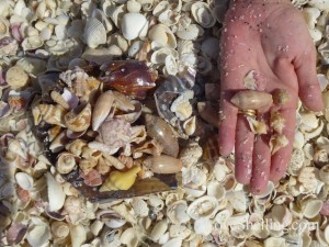 terri found shells terri found shells