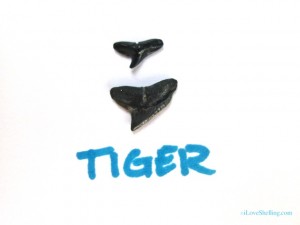 tiger shark fossil teeth