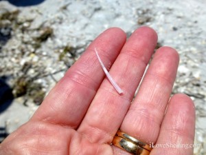 tusk shell sw florida