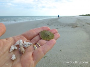 wentletraps sand dollar olive wentletraps sand dollar olive