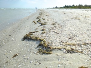 wrack line sanibel east end wrack line sanibel east end