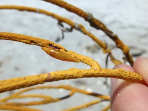 yellow sea whip one tooth simnia yellow sea whip one tooth simnia