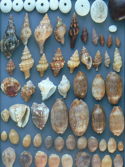 Caribbean cowries helmets vases