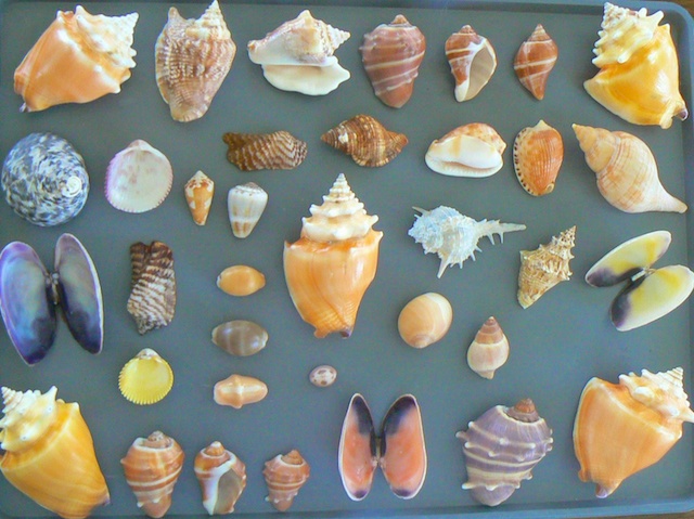 Caribbean seashells from Guantanamo Bay Cuba