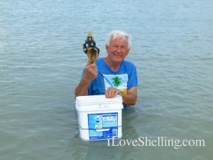 Jim Sanibel horse conch TS andrea Jim Sanibel horse conch TS andrea