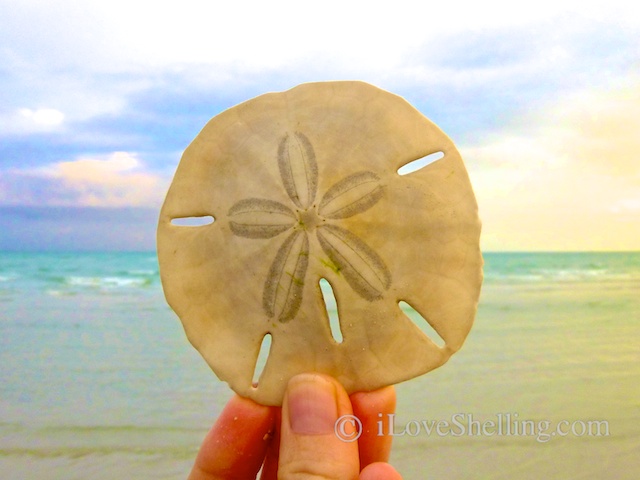 Sand dollar sanibel