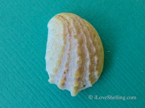 Spiny slipper shell Spiny slipper shell