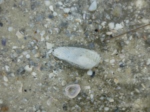 angel wing sand fort myers beach angel wing sand fort myers beach