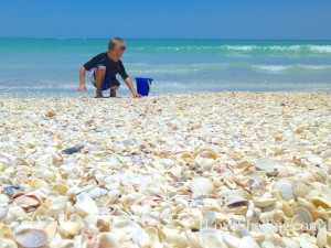 boy with seashells noah boy with seashells noah