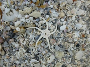 brittle star ft myers beach florida brittle star ft myers beach florida
