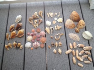 brooke l seashells brooke l seashells