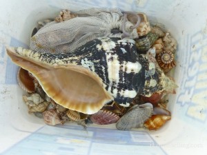 bucket of seashells tropical storm andrea bucket of seashells tropical storm andrea