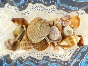 collecting seashells tropical storm andrea collecting seashells tropical storm andrea