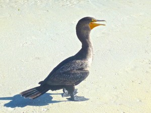 cormorant bird sanibel pier cormorant bird sanibel pier
