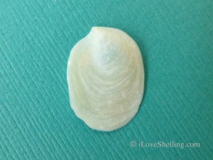 depressed slipper shell depressed slipper shell