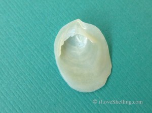 depressed slipper shell side aperture depressed slipper shell side aperture