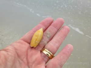 golden olive ft myers beach golden olive ft myers beach