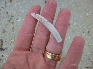 jack knife clam ft myers beach shell jack knife clam ft myers beach shell