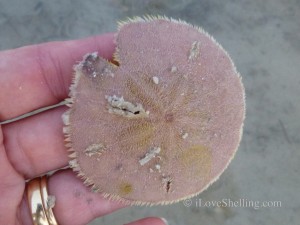 live repaired sand dollar live repaired sand dollar