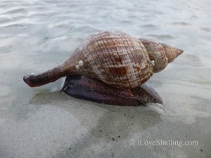 live tulip scoot sanibel live tulip scoot sanibel
