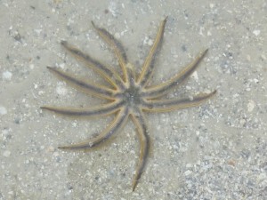millepede starfish ft myers beach florida millepede starfish ft myers beach florida