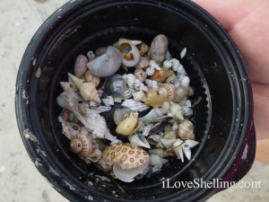 mini shells tropical storm andrea mini shells tropical storm andrea