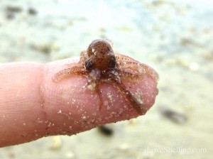pygmy octopus tropical storm andrea sanibel pygmy octopus tropical storm andrea sanibel