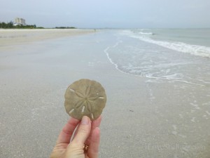 sand dollar beach combing myers florida sand dollar beach combing myers florida