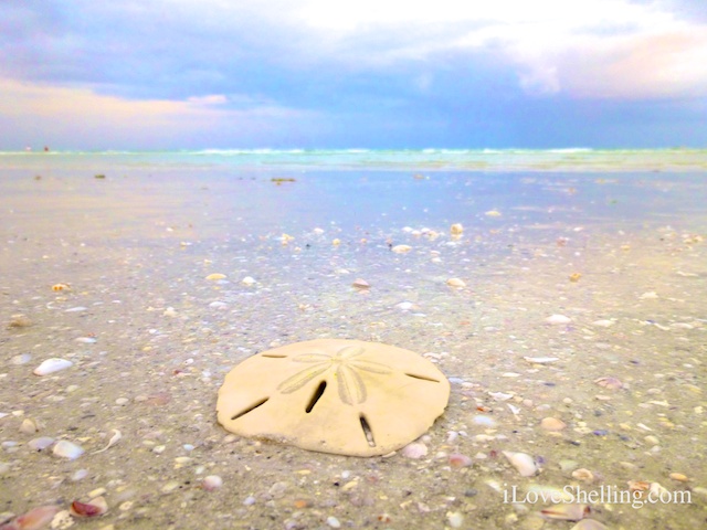 sand dollar on a Sanibel beach