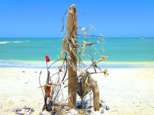 sanibel beach bling art sanibel beach bling art