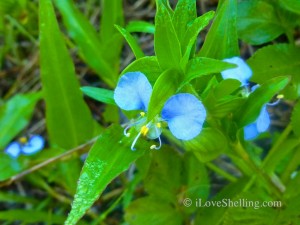 sanibel dayflower by beach sanibel dayflower by beach