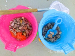 sanibel shell buckets tropical storm andrea sanibel shell buckets tropical storm andrea