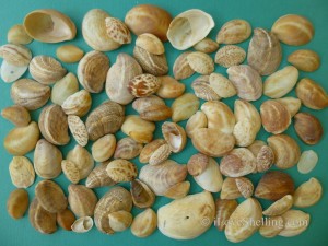 sanibel slipper shells sanibel slipper shells