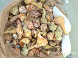 sara daren shells sanibel sara daren shells sanibel