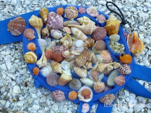 seashells bowman's beach seashells bowman's beach