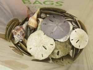 seashells fort myers beach florida june seashells fort myers beach florida june