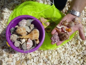 seashells sanibel purple bucket seashells sanibel purple bucket