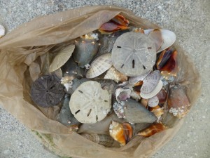 shell bag seashells fort myers beach florida shell bag seashells fort myers beach florida