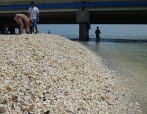 shell mound sanibel bridge shell mound sanibel bridge
