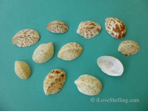 spotted slipper shells spotted slipper shells