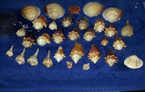 steve ozment shells steve ozment shells