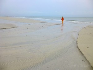 tidal flow for seashells tidal flow for seashells