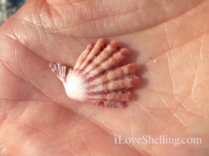 tiny lions paw sanibel palm tiny lions paw sanibel palm