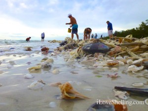 tropical storm andrea brings seashells sanibel tropical storm andrea brings seashells sanibel