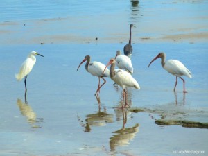 birds of Sanibel Fort myers sw Florida birds of Sanibel Fort myers sw Florida