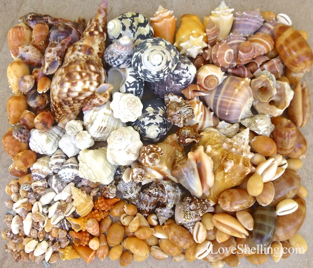 caribbean seashell species Guantanamo bay cuba