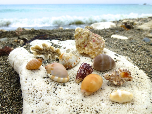 caribbean seashells gtmo cuba