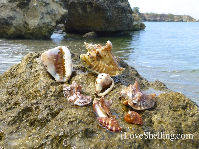 caribbean seashells of guantanamo bay cuba