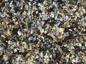 cyber shelling miniatures Bunche Beach Ft Myers cyber shelling miniatures Bunche Beach Ft Myers