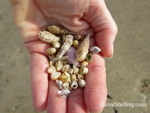 handful of small shells fort myers florida handful of small shells fort myers florida